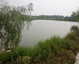 臨近端午，總經(jīng)理劉月琴組織人員農莊采摘。