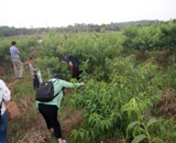 臨近端午，總經(jīng)理劉月琴組織人員農(nóng)莊采摘。